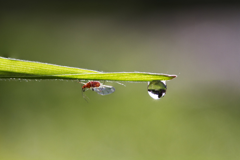 leaf, close, macro, Valentine, Water droplet, red, Manic, plant, insect, Peterborough, close-up, UK, photo, summer, Aphid, 4K, nature, green Color, animal