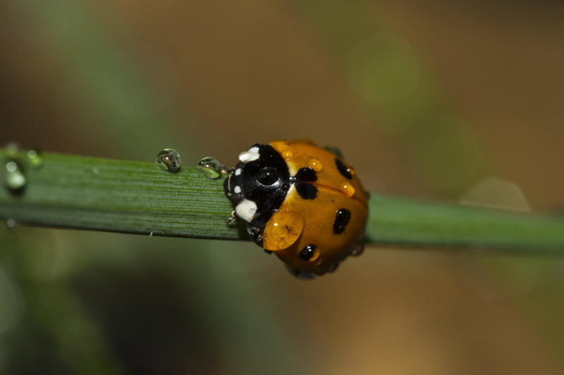 green Color, ladybird, Macro, Valentine, spotted, Canon  7D, UK, beetle, Peterborough, small, leaf, Outdoors, Manic, plant, insect, nature, 5K, close-up
