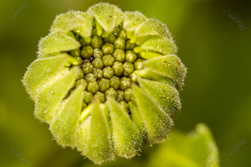 photo, summer, plant, nature, friend, close-up, macro, close, green, Valentine, flower, Manic, Flower bud, green Color, petaled, 4K