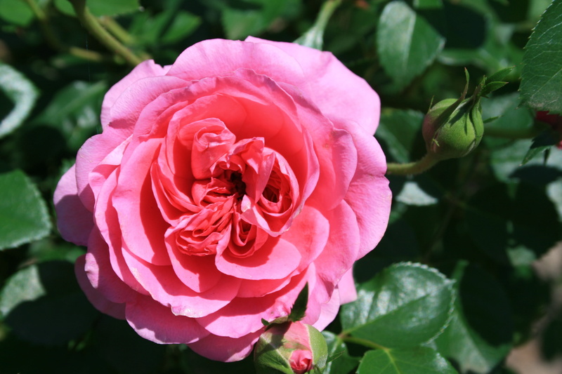 growth, flower, close-up, red, beauty in nature, inflorescence, petals, plant part, rose, english, freshness, pink color, petal, nature, leaf, no people