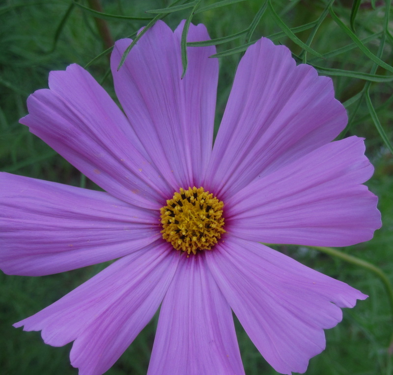 flower head, daisy-like, no people, plant, simple, fragility, wild, fine green foliage, garden, nature, beauty in nature, focus on foreground, flowering plant