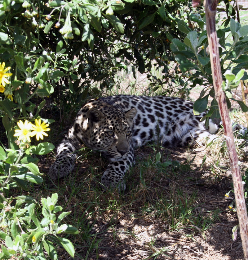 feline, day, leopard, spotted, animal themes, mammal, rehabilitation, animal wildlife, cub, animal, plant, garden, growth, animal markings, South Africa