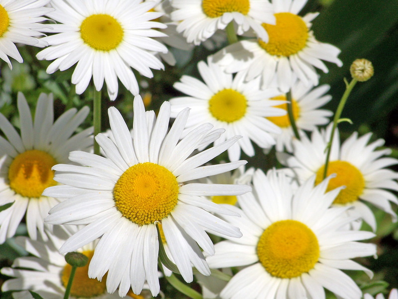 macro, cheerful, centre, green, vulnerability, sunlight, fleurs, blooms, background, floral, botany, Daisy, leaves, sunny, chamomile Plant, close-up, Flowers