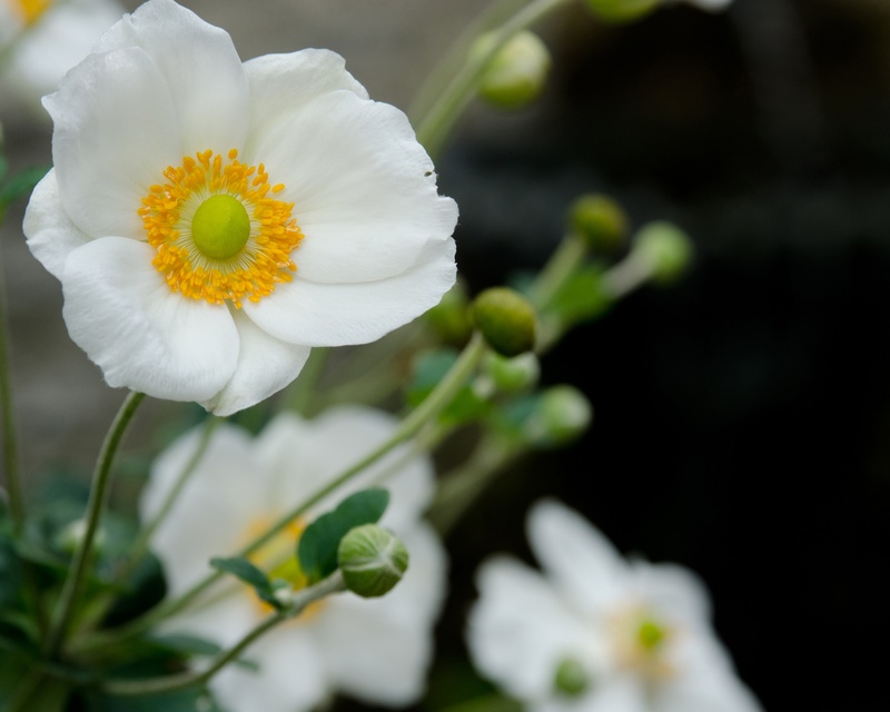 pollen, close-up, growth, wild, petal, poppy, focus on foreground, bright, flowers, 2K, beauty in nature, buds, flowering plant, floral, nature, ornamental