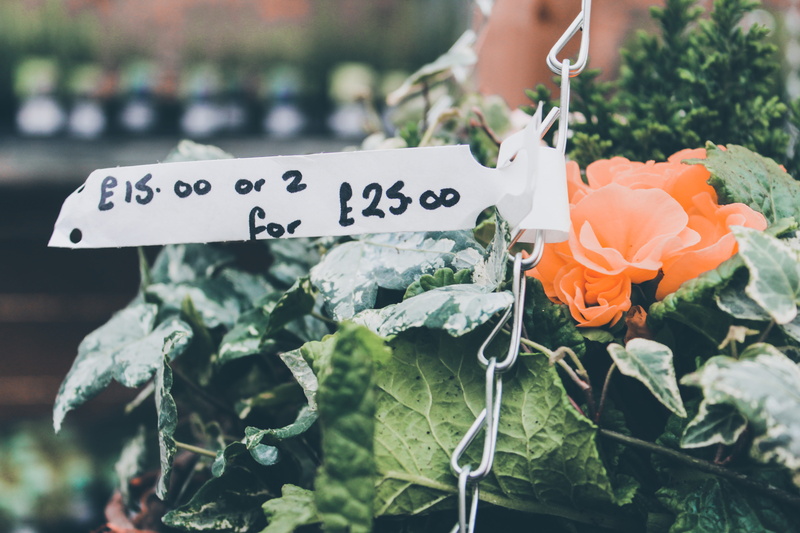 leaf, plant part, food, outdoors, day, green, rose, communication, garden centre, petaled, text, depth of field, nature, 5K, focus on foreground, fragility