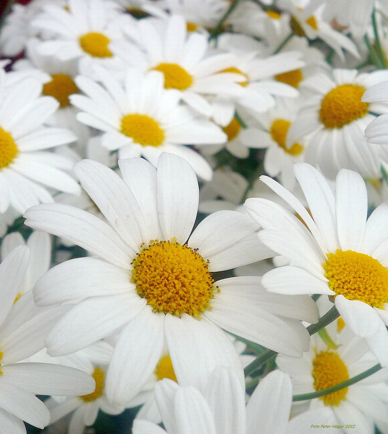 springtime, blossoms, botany, close-up, floral, no people, fields, vulnerability, blooming, 1080P, freshness, fragility, yellow, plants, gazania, plant