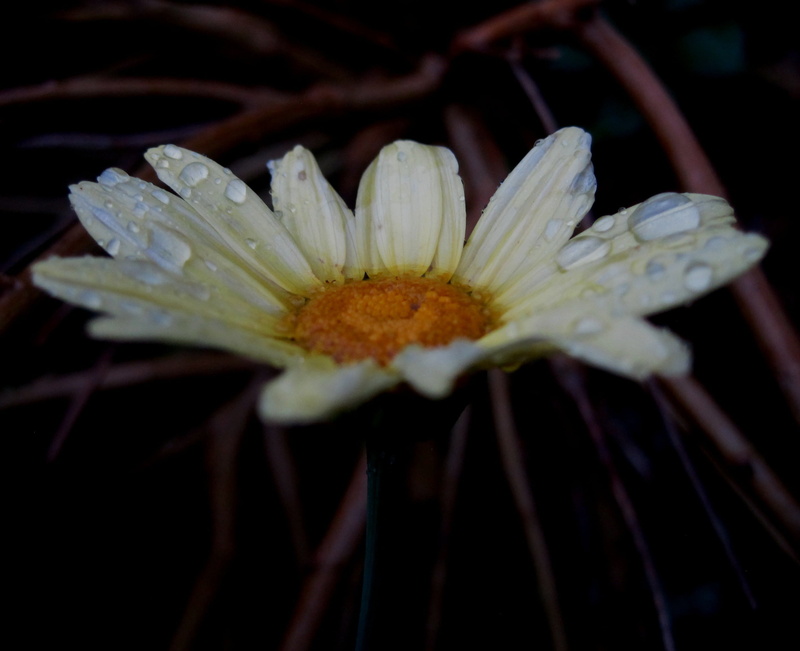 rain, drop, light yellow, flower head, nature, water, outdoors, close-up, beauty in nature, growth, pretty, flowering plant, pollen, no people, fragility