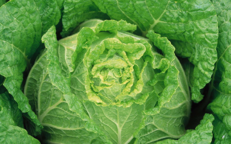 lettuce, cabbage, vegetable, 1920x1200, 1080P, photography