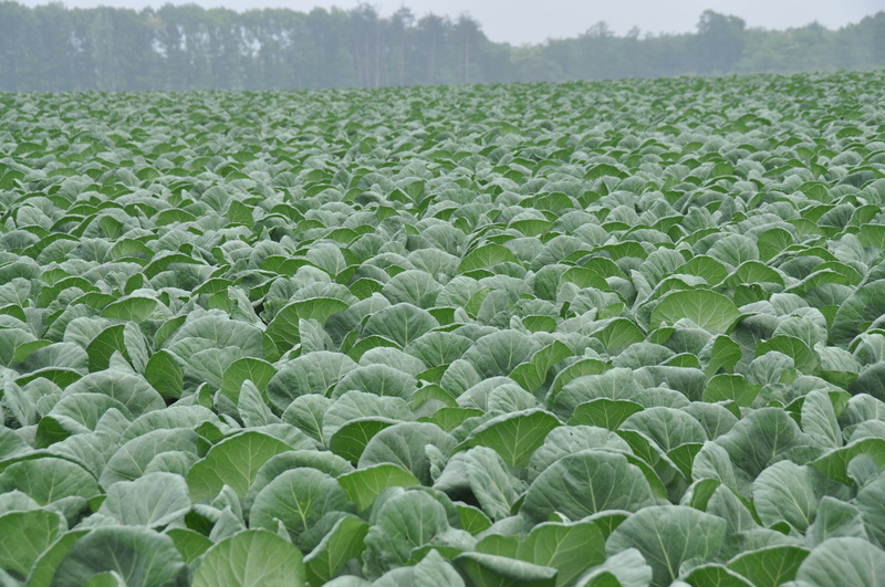 plant part, vegetable, leaf, landscape, rural scene, cabbage, agriculture, field, freshness, cabbage field, land, beauty in nature, nature, environment