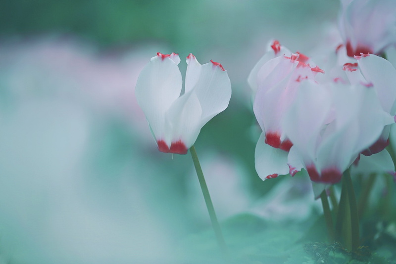 plant, cyclamen, vulnerability, flower, outdoors, nature, petal, flowering plant, beauty in nature, no people, inflorescence, plant stem, selective focus
