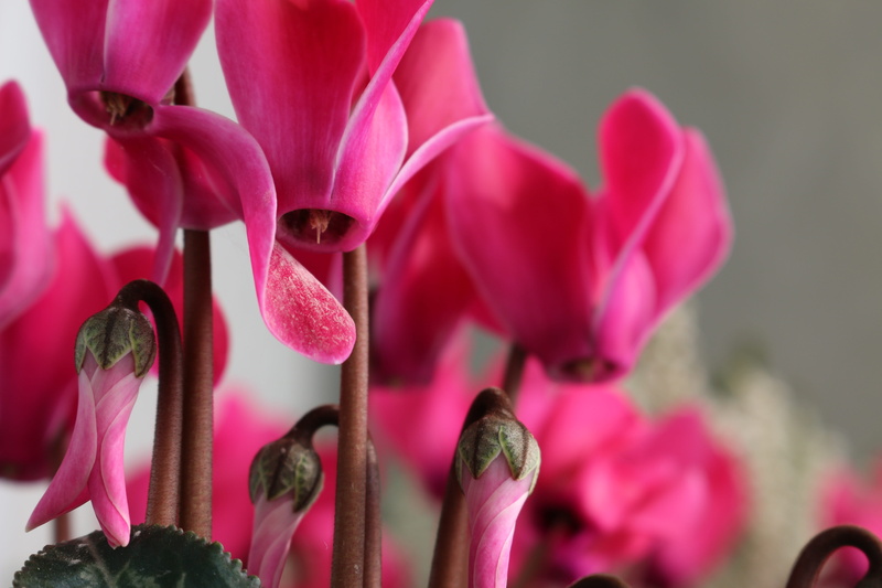 flower, violet, petal, close-up, pink, orchid, flowering plant, beauty in nature, pink color, cyclamens, growth, flower head, fragility, nature, freshness