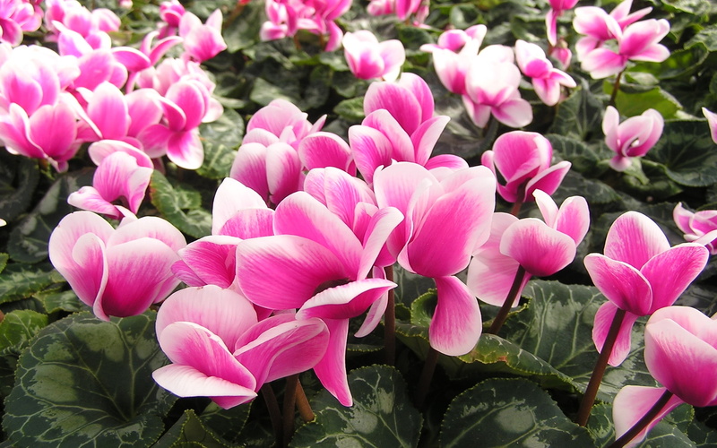 photo, cyclamen, flowers, hd, flower, pink, israel, 2K, national,