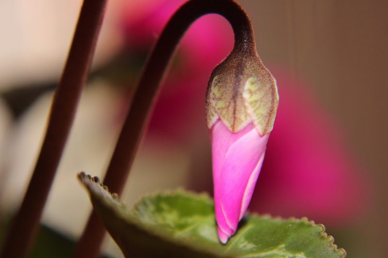red, indoors, pink, close-up, no people, petal, focus on foreground, fragility, flower head, bud, inflorescence, pink color, vulnerability, selective focus