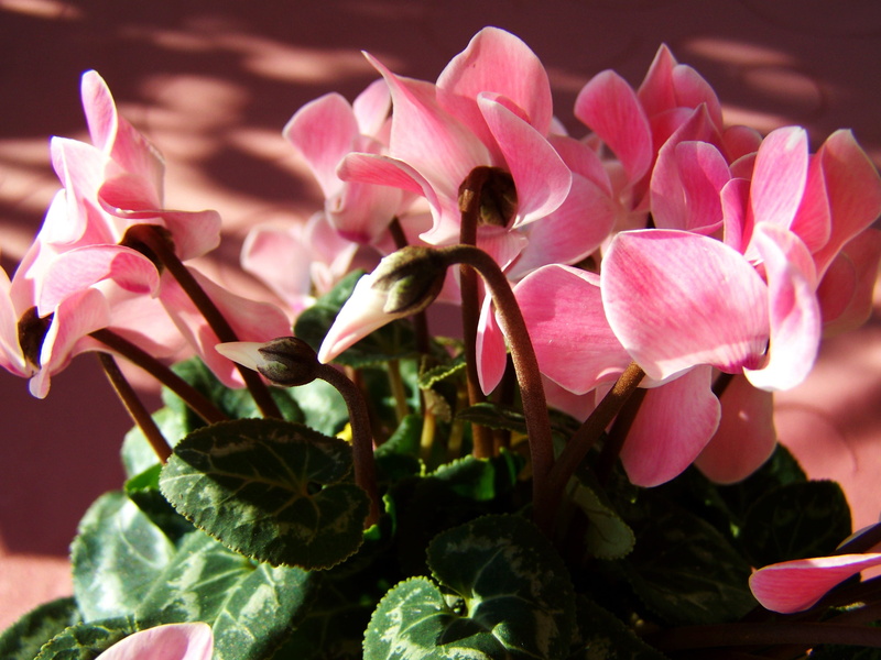 freshness, petal, vulnerability, flower head, close-up, pink color, outdoors, plant, day, gardening, fragility, focus on foreground, plant part, 2K, potted plant