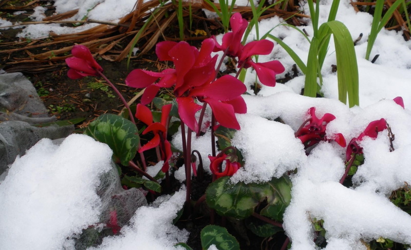 cold temperature, fragility, pink, growth, snow, frozen, flowers, nature, white color, white, landscape, frost, winter, beauty In Nature, cold - Temperature