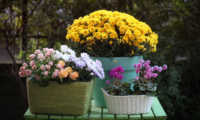 decor, vulnerability, table, petal, bouquet, baskets, gardening, softness, yellow, flowers, freshness, purple, beauty In Nature, no People, focus on foreground