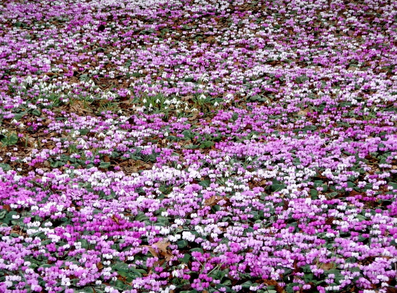 lots, land, flower head, cyclamen, purple, flowers, vulnerability, meadow, springtime, beauty, growth, flower, outdoors, nature, full frame, flowering plant