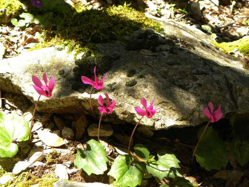 growth, sunlight, several, leaves, day, botany, springtime, purple, solid, floweres, season, petal, freshness, rock, leaf, green Color, shade, close-up