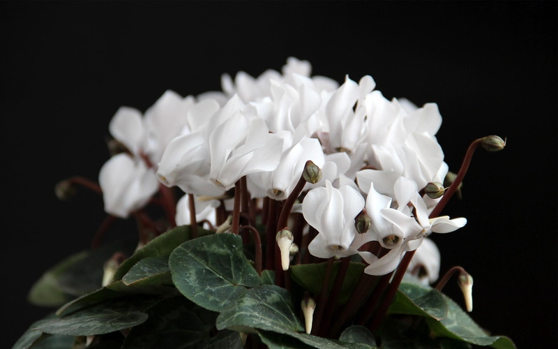 no people, Background, 2K, growth, White, close-up, Leaf, flower head, Close up, petal, fragility, plant part, pollen, black background, studio shot, inflorescence