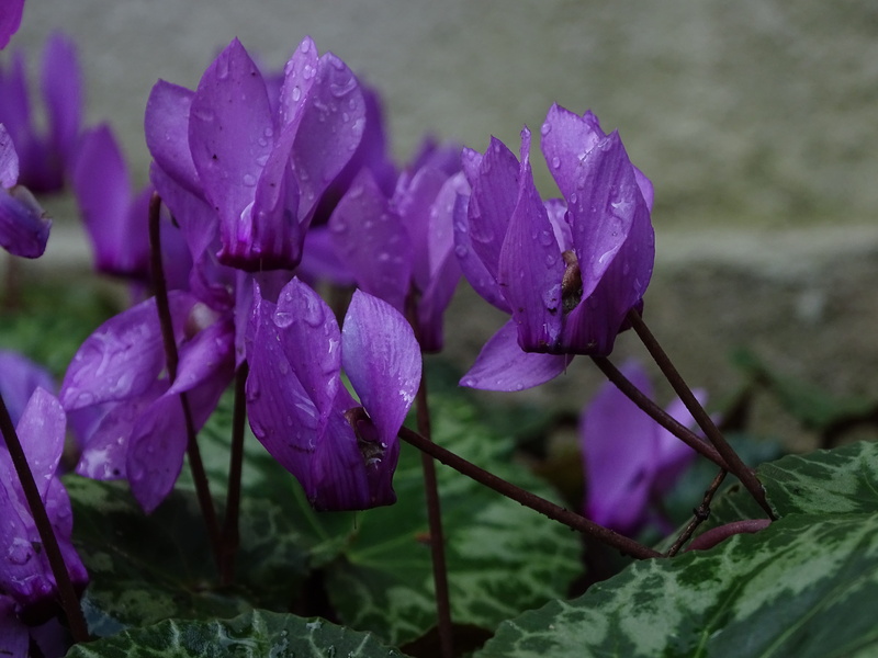 petal, drop, no people, day, flower head, macro, freshness, beauty in nature, outdoors, purple, raindrop, vulnerability, plant part, 5K, leaf, pollen