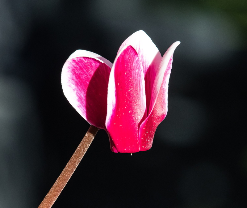 temptation, beauty in nature, blossom, heart shape, close-up, cyclamen, fragility, freshness, 4K, nature, red, valentines day - holiday, pink color, focus on foreground