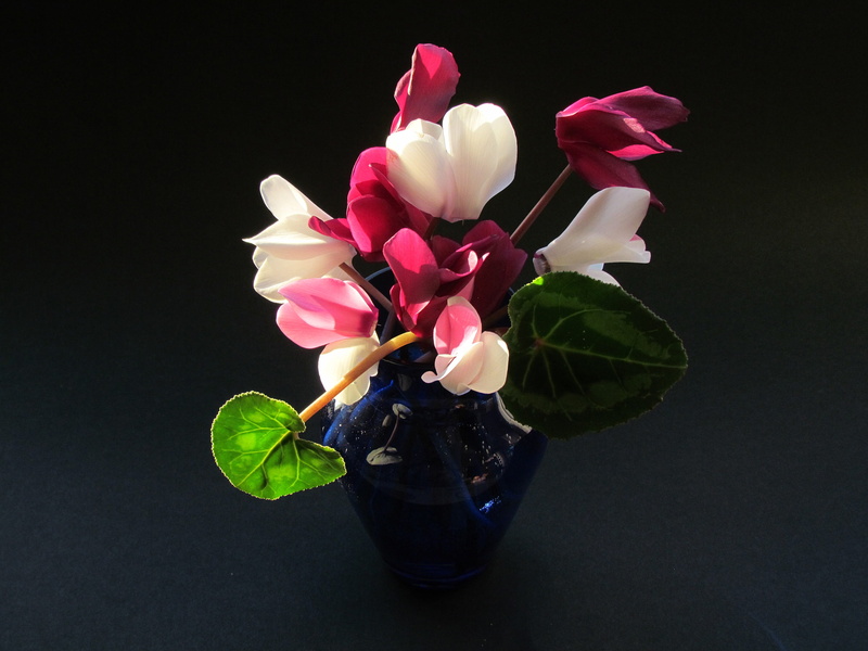 Vase, Cyclamen, petal, flower arrangement, rose - flower, inflorescence, flowering plant, Flowers, no people, flower, plant part, Bouquet, bunch of flowers