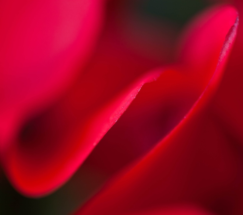 backgrounds, 4K, red, nature, abstract, untitled, flower, Cyclamen