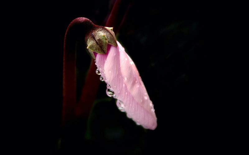 dew, close-up, beauty in nature, fragility, drop, 2K, water, purity, focus on foreground, inflorescence, growth, flower, drops, flower head, plant, pink color