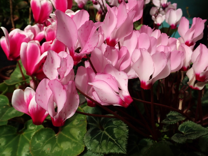 pollen, leaf, 4K, freshness, flower, springtime, flower head, nature, plant, flowers, cyclamen, day, pink color, plants, petal, fragility, blossom, vulnerability