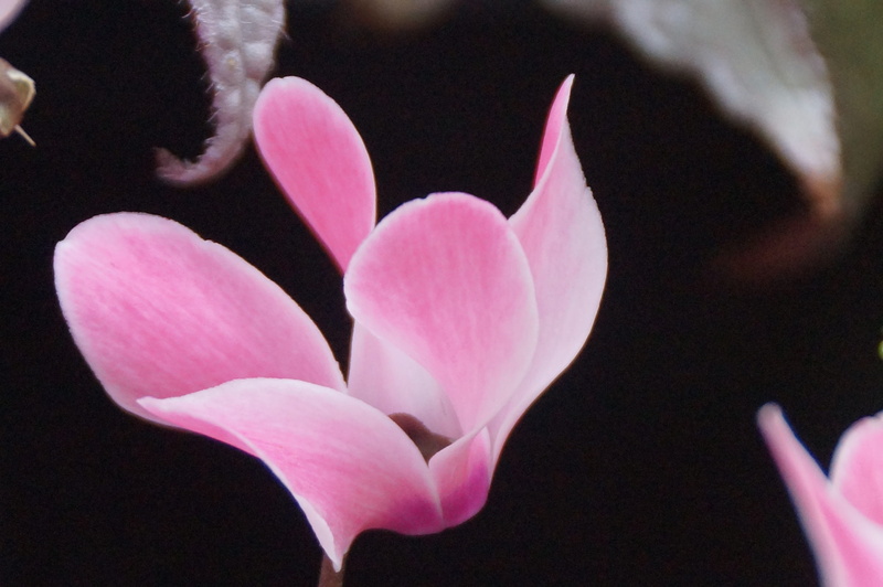 black background, 2K, growth, close-up, soft, flower head, plant, nature, pink, cyclamen, focus on foreground, pink color, inflorescence, flowering plant