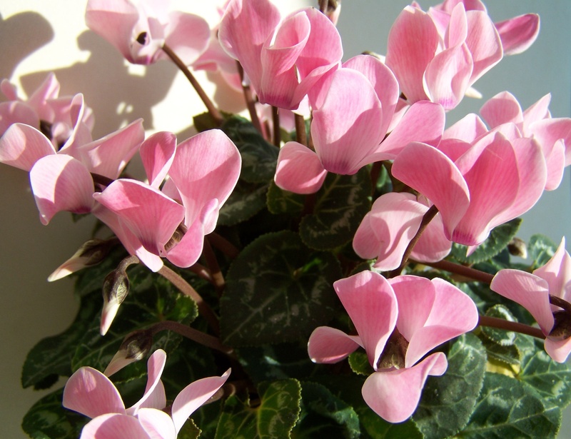 petal, pink petals, close-up, potted plant, inflorescence, cyclamen, vulnerability, leaf, flowering plant, plant part, beauty in nature, pink, 2K, pink color