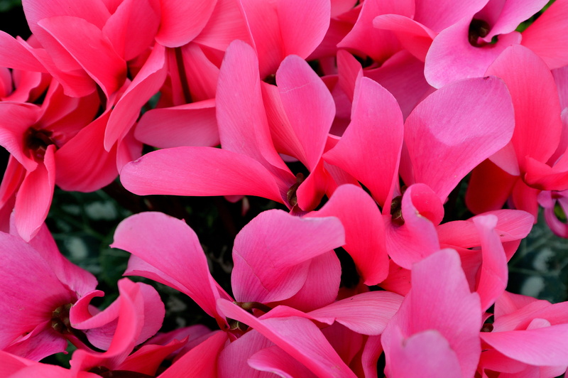 flora, cyclamen, fragility, focus on foreground, nature, full frame, freshness, flower, backgrounds, pink, growth, no people, bunch of flowers, outdoors