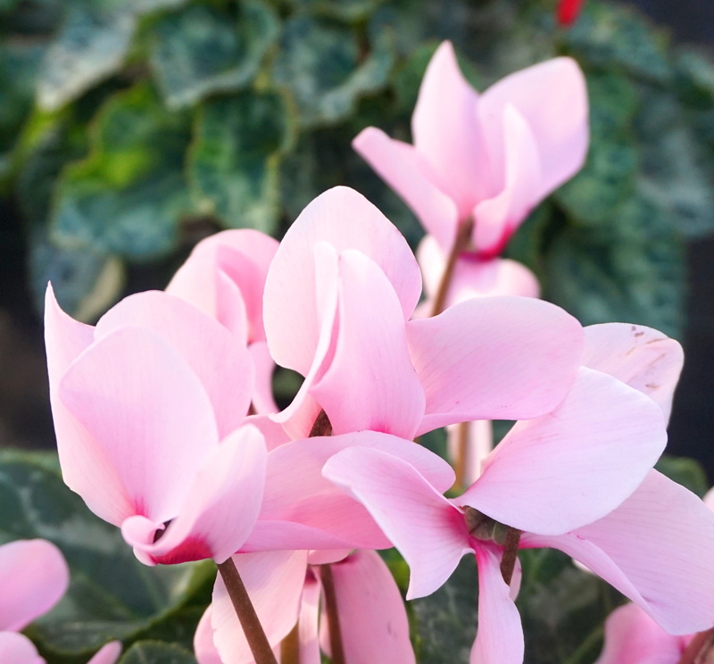 flowering plant, flower head, botany, petal, day, beauty in nature, fragility, springtime, close-up, no people, focus on foreground, ornamental plant, 2K