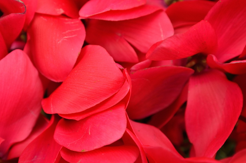 extreme close-up, softness, Flower, pink Color, macro, plant, petal, flower Head, day, red, inflorescence, growth, beauty In Nature, rose - flower, full frame