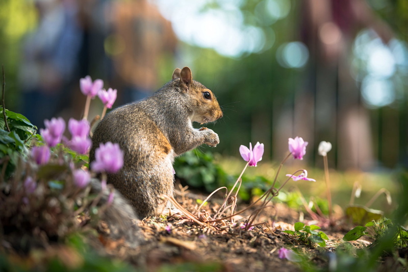leaves, summer, 1080P, protein, animal, rodent, nature, flowers, cyclamen