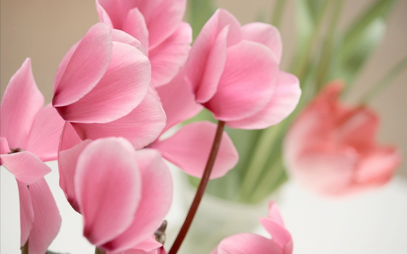 pink color, flower, flowering plant, cyclamen, plant, petal, hd, inflorescence, nature, photography, outdoors, growth, day, flower head, flowers