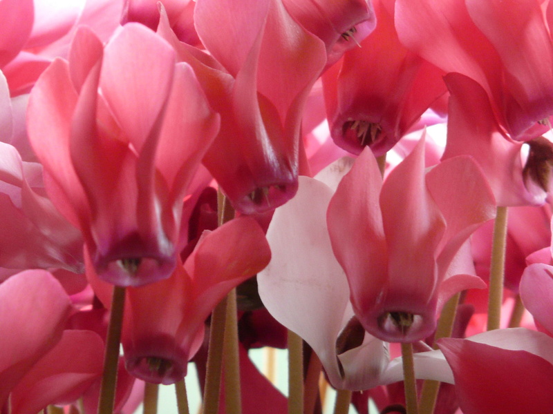 selective focus, fragility, flower head, day, no people, nature, plant, outdoors, freshness, petal, white, ornamental plant, cyclamen, pink color, inflorescence