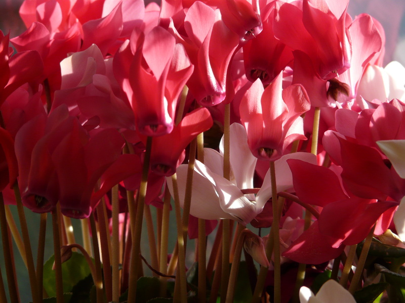flower head, growth, stalk, inflorescence, cyclamen, beauty in nature, day, flowerpot, flora, flower, tulip, freshness, flowering plant, bloom, pink color