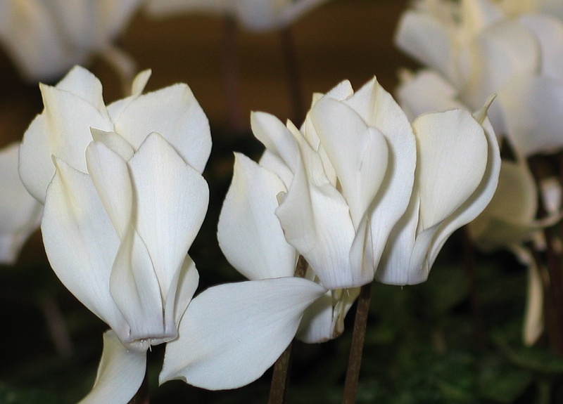 primrose greenhouse, fragility, nature, houseplant, flower head, no people, beauty in nature, cyclamen, 1080P, flowering plant, ornamental plant, beautiful