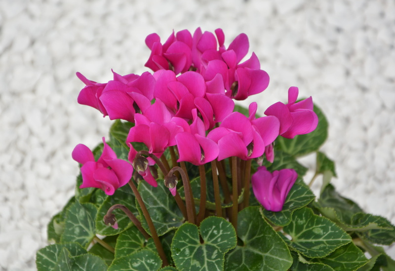 flowering, nature, 4K, no people, bright pink, freshness, focus on foreground, outdoors, cyclamen mini, pink flowers, plants, day, growth, fragility, petal