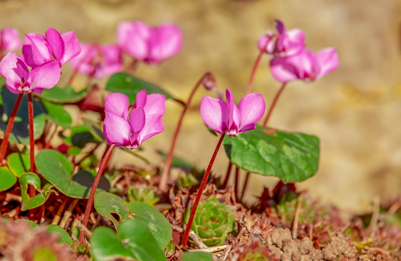 blossom, flower head, leaf, no people, plant part, day, springtime, beauty in nature, vulnerability, petal, petals, flora, pink, plant, cyclamen, close-up