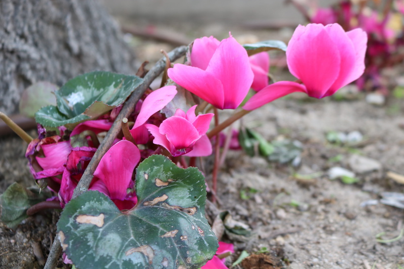 outdoors, color, leaf, flowers, flowering plant, beauty, petals, flower, cyclamen, day, rosa, no people, flower head, beauty in nature, bright, plant, pink color