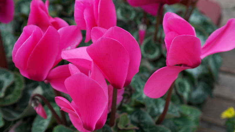 nature, Flora, beauty In Nature, freshness, flowerbed, pink Color, flower Head, Pink, inflorescence, petal, flowering plant, Flower, plant part, fragility
