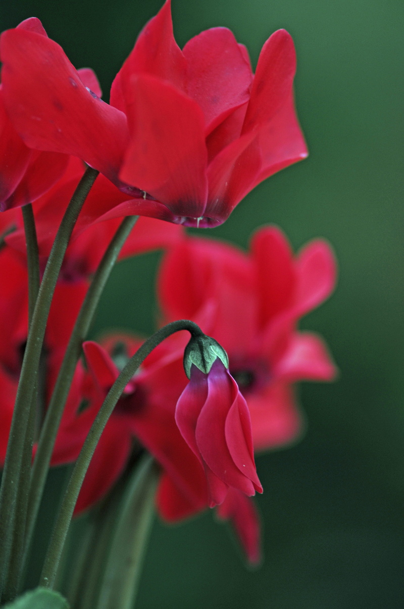 red, no people, fragility, day, Garden, flowering plant, inflorescence, freshness, selective focus, flower bud, growth, focus on foreground, flower head