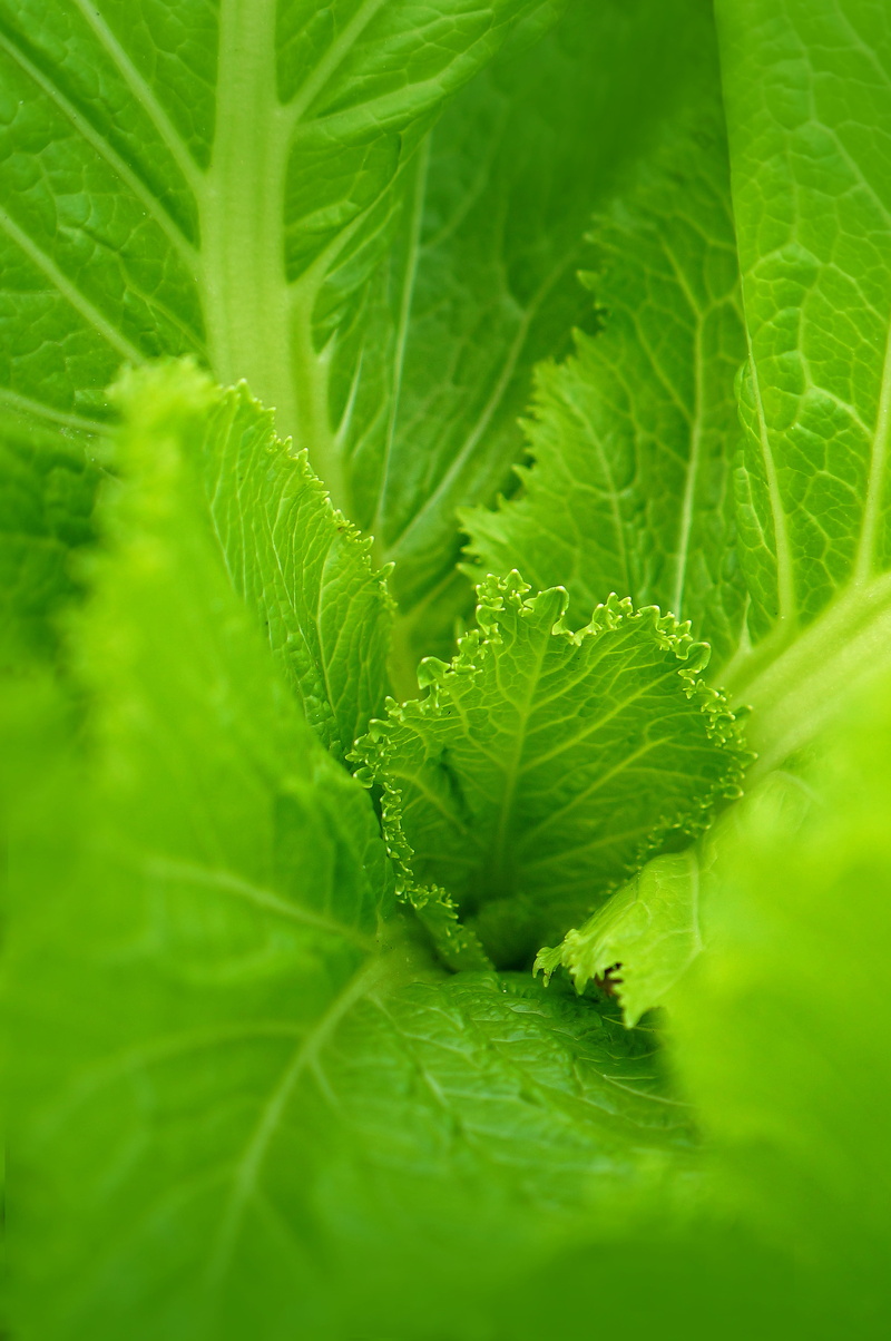 no people, growth, extreme close-up, 4K, food and drink, plant part, gardening, outdoors, food, nature, healthy eating, plant, vegetable, beauty in nature