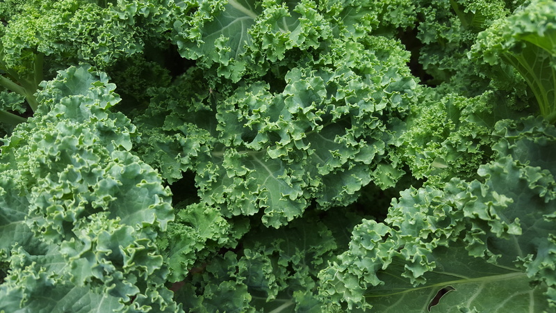 garden, lettuce, cabbage, green Color, kale, food and drink, healthy, pattern, leaf, food, plant, wellbeing, growth, green, leaf vegetable, delicious, plant part