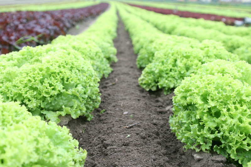 growing, crop, healthy eating, lettuce, green, agriculture, in a row, wellbeing, nature, food, diminishing perspective, food and drink, leaf, growth, organic