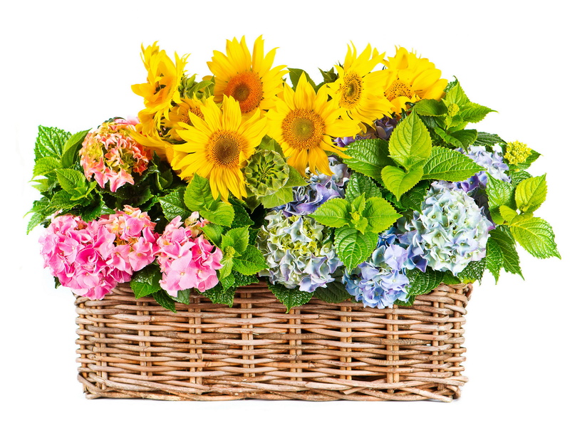 5K, sunflowers, bouquets, hydrangea, wicker basket, flowers