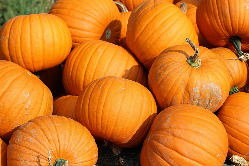 abundance, freshness, raw food, farm, for sale, food, decoration, harvesting, no People, food and drink, gourd, orange Color, october, orange, celebration