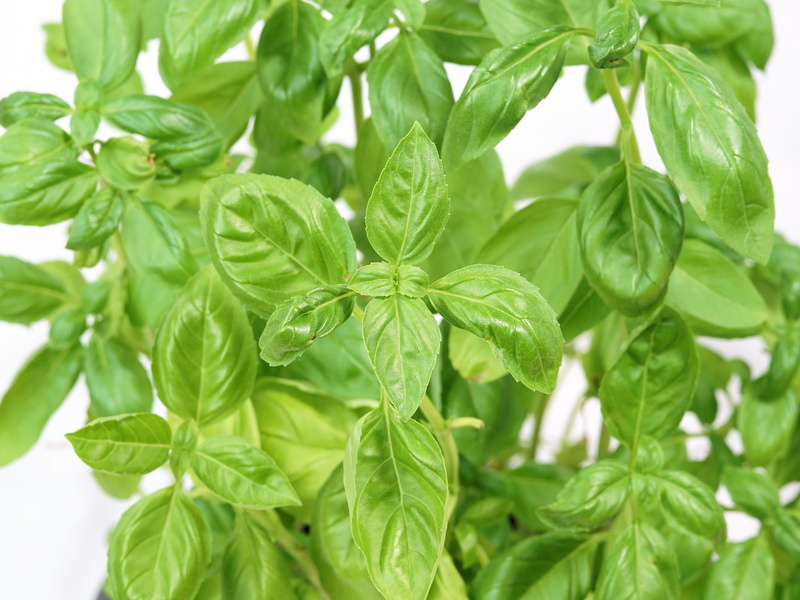 no people, outdoors, spice, kitchen spice, basil, green, parsley, ingredient, selective focus, green color, healthy eating, medicine, frisch, herb, eat